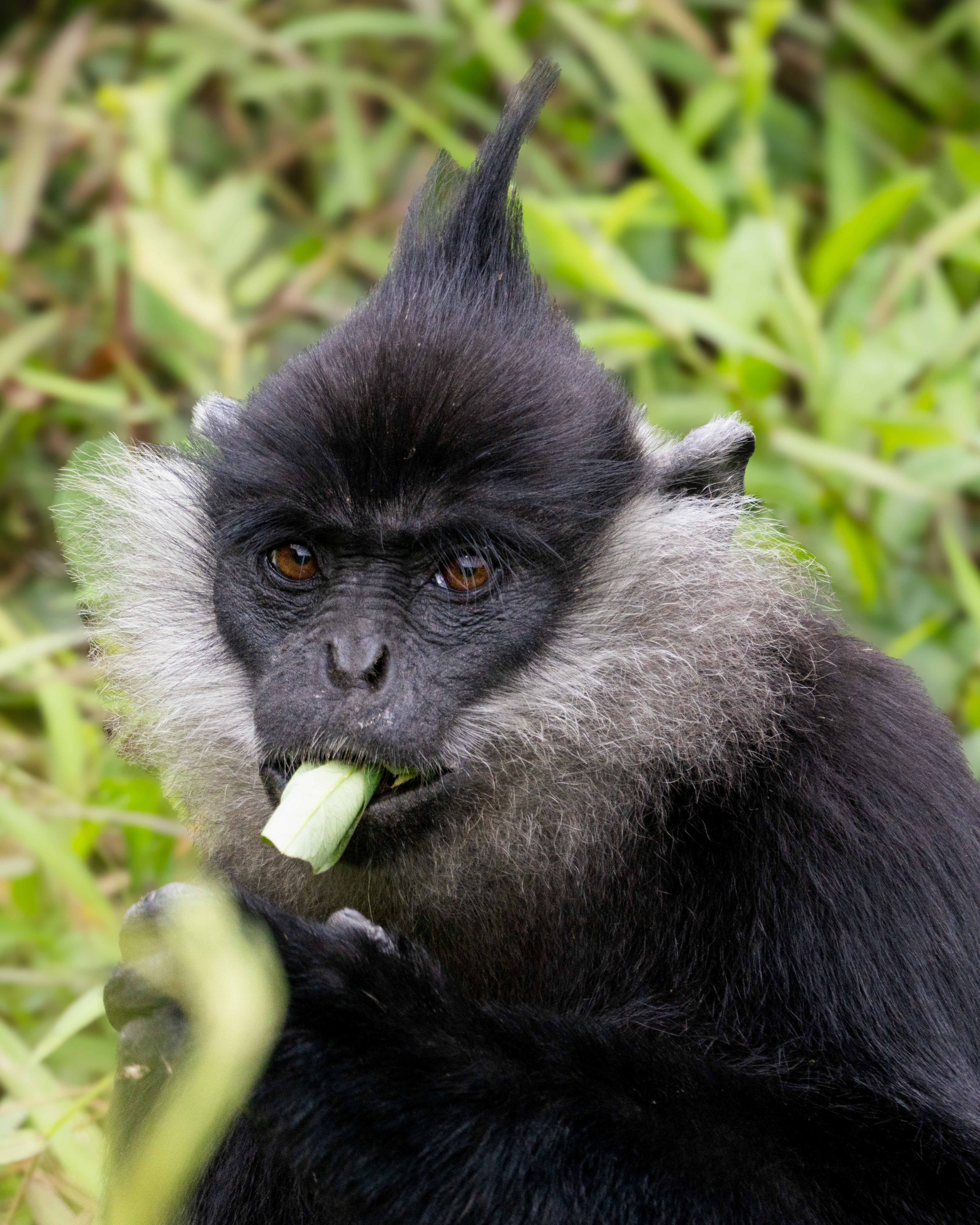 Delacour Langur