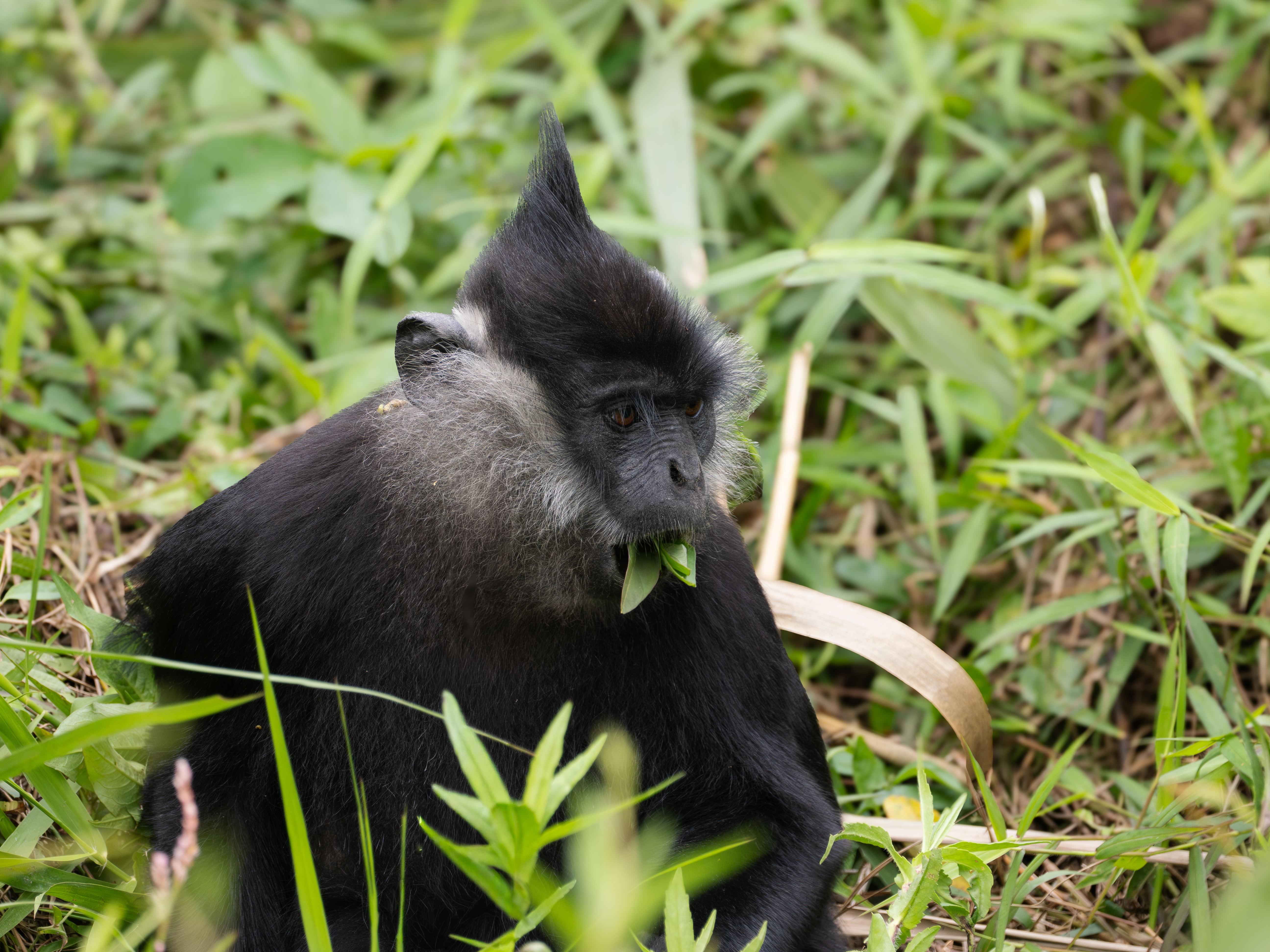 Delacour Langur