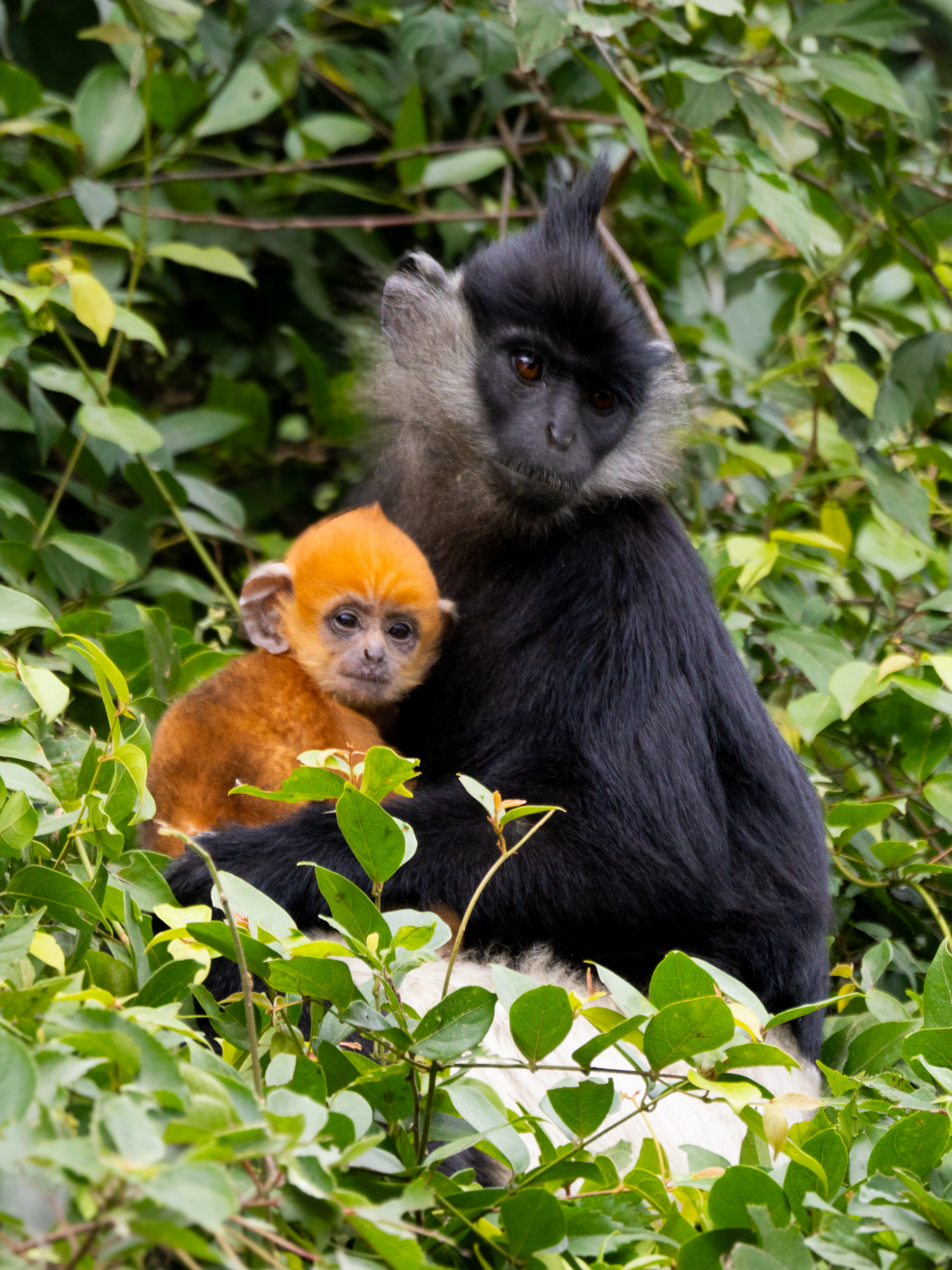 Delacour Langur