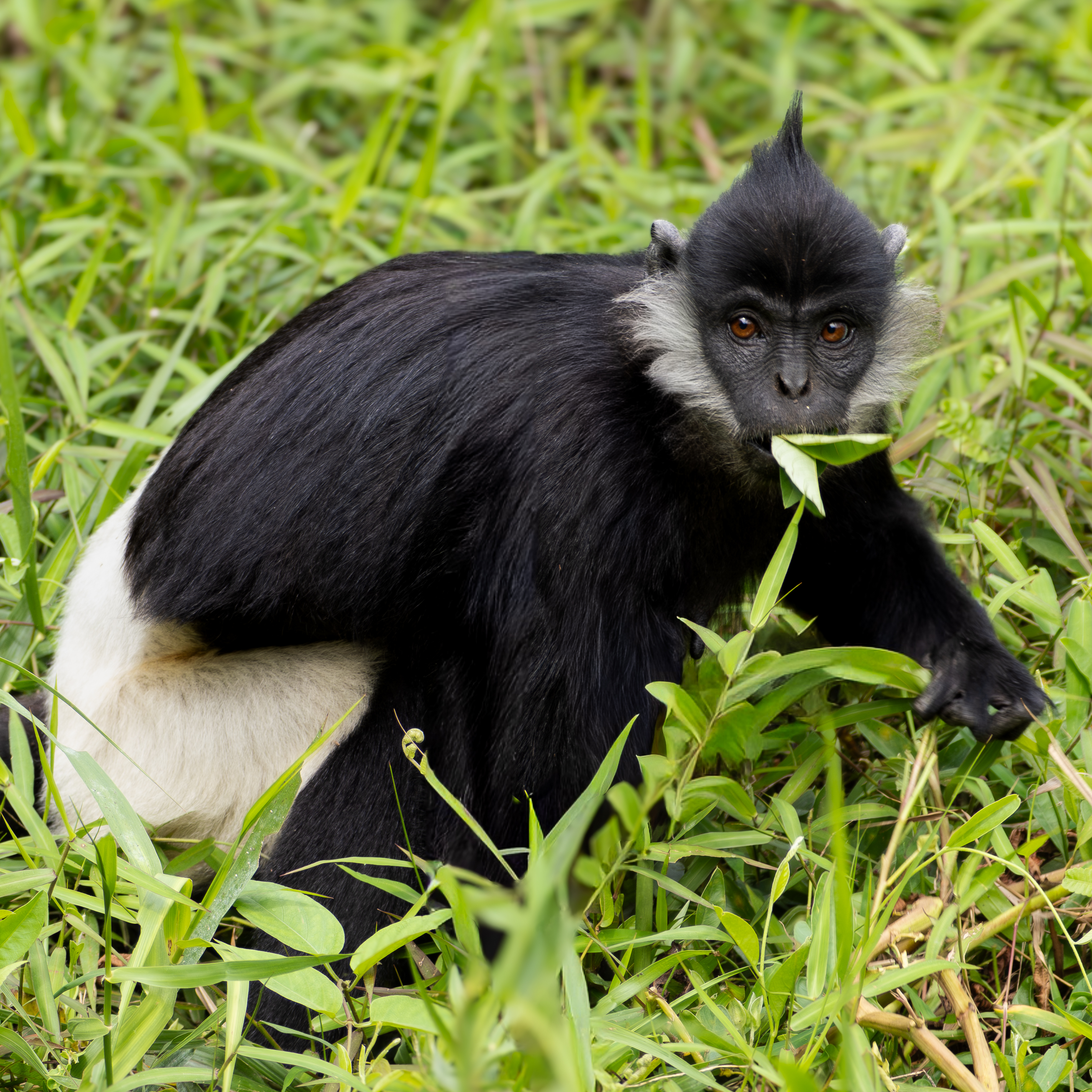 Delacour Langur
