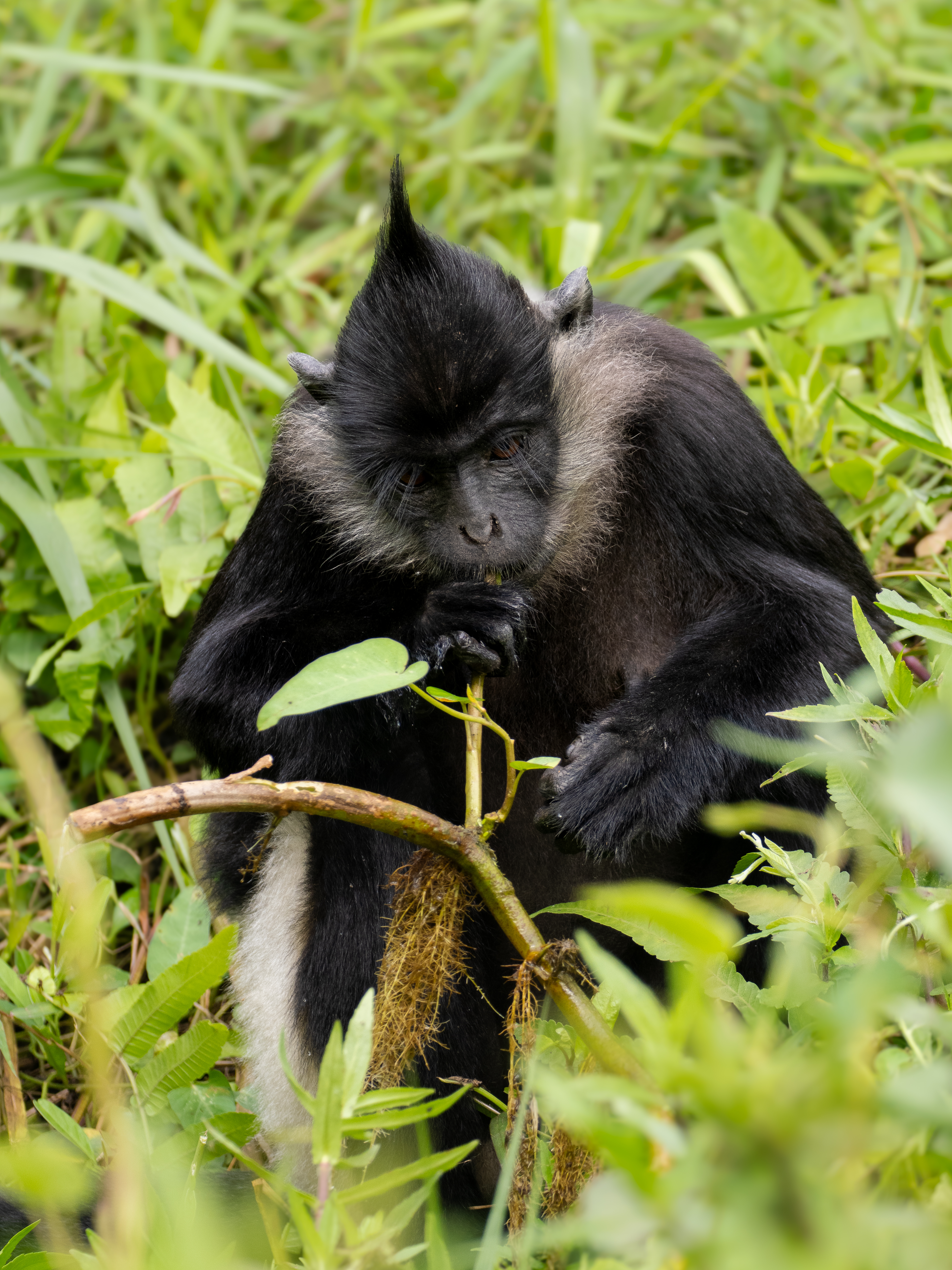Delacour Langur