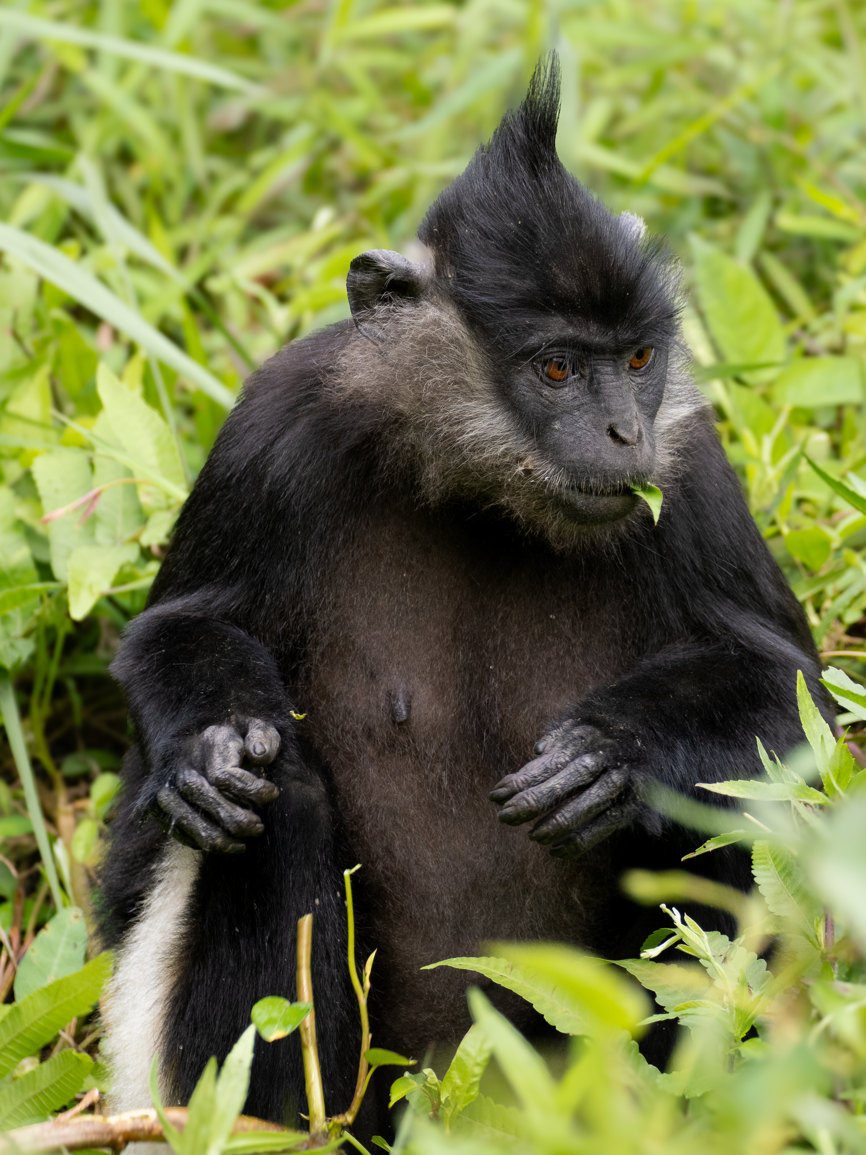 Delacour Langur