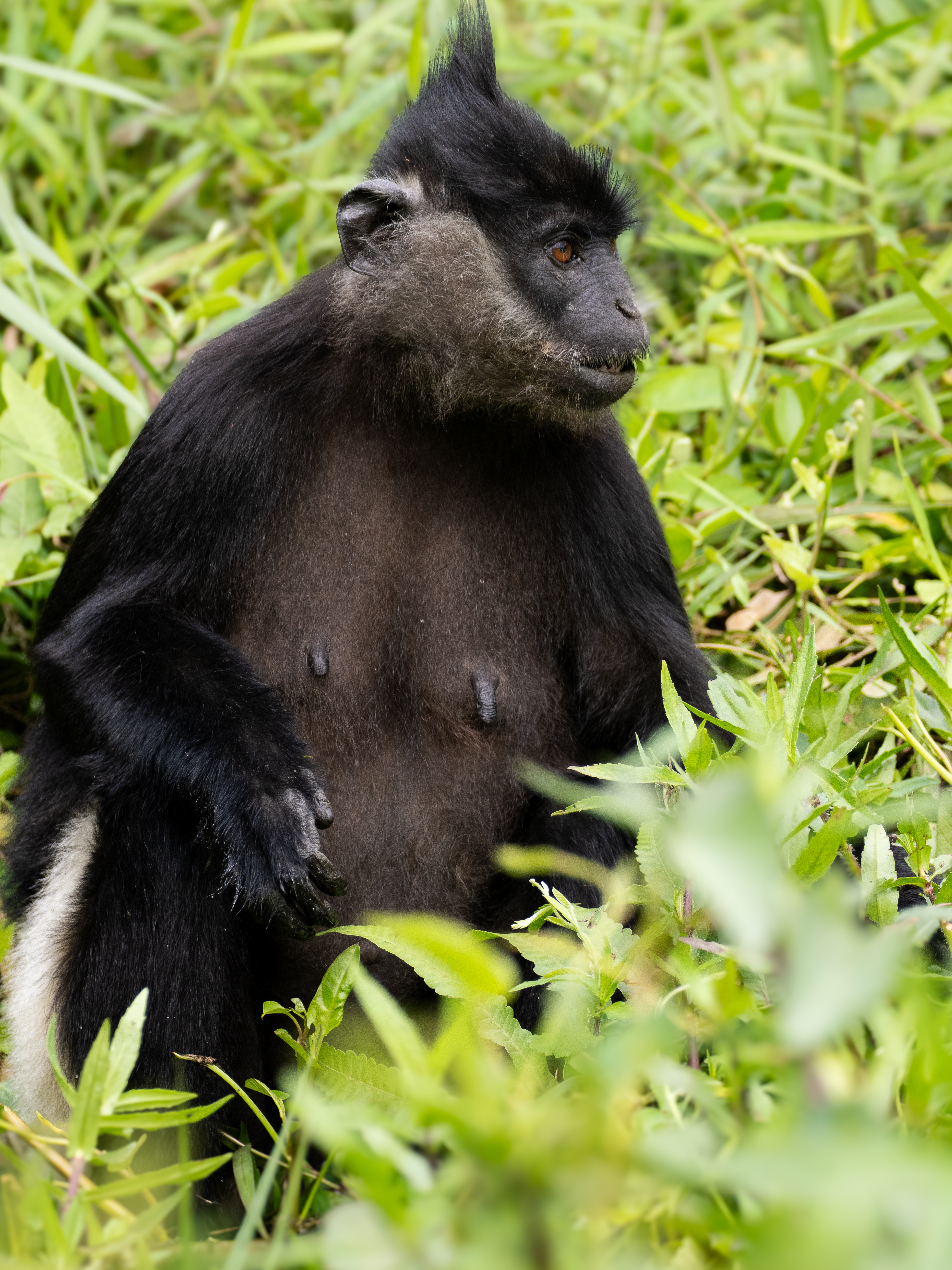 Delacour Langur