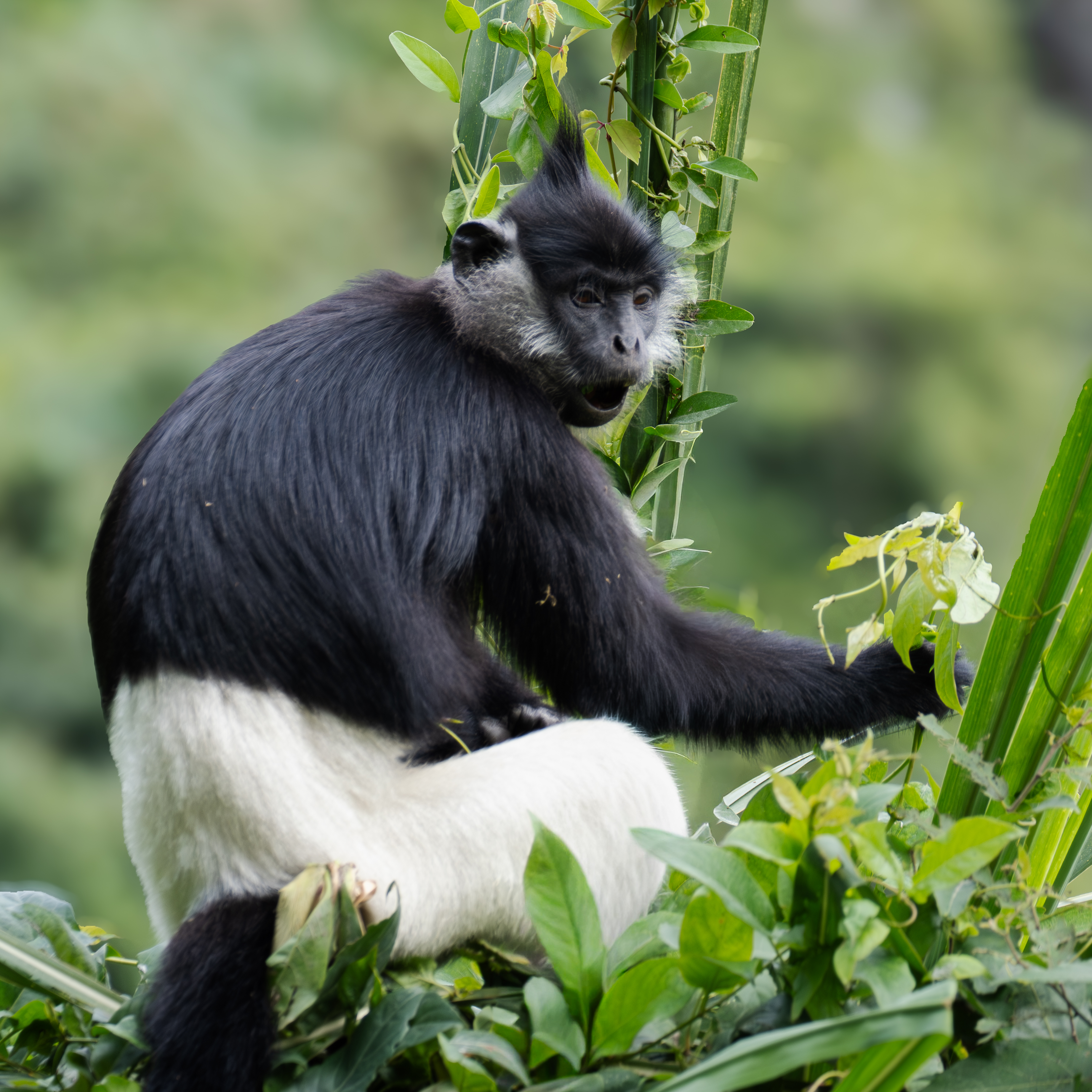 Delacour Langur