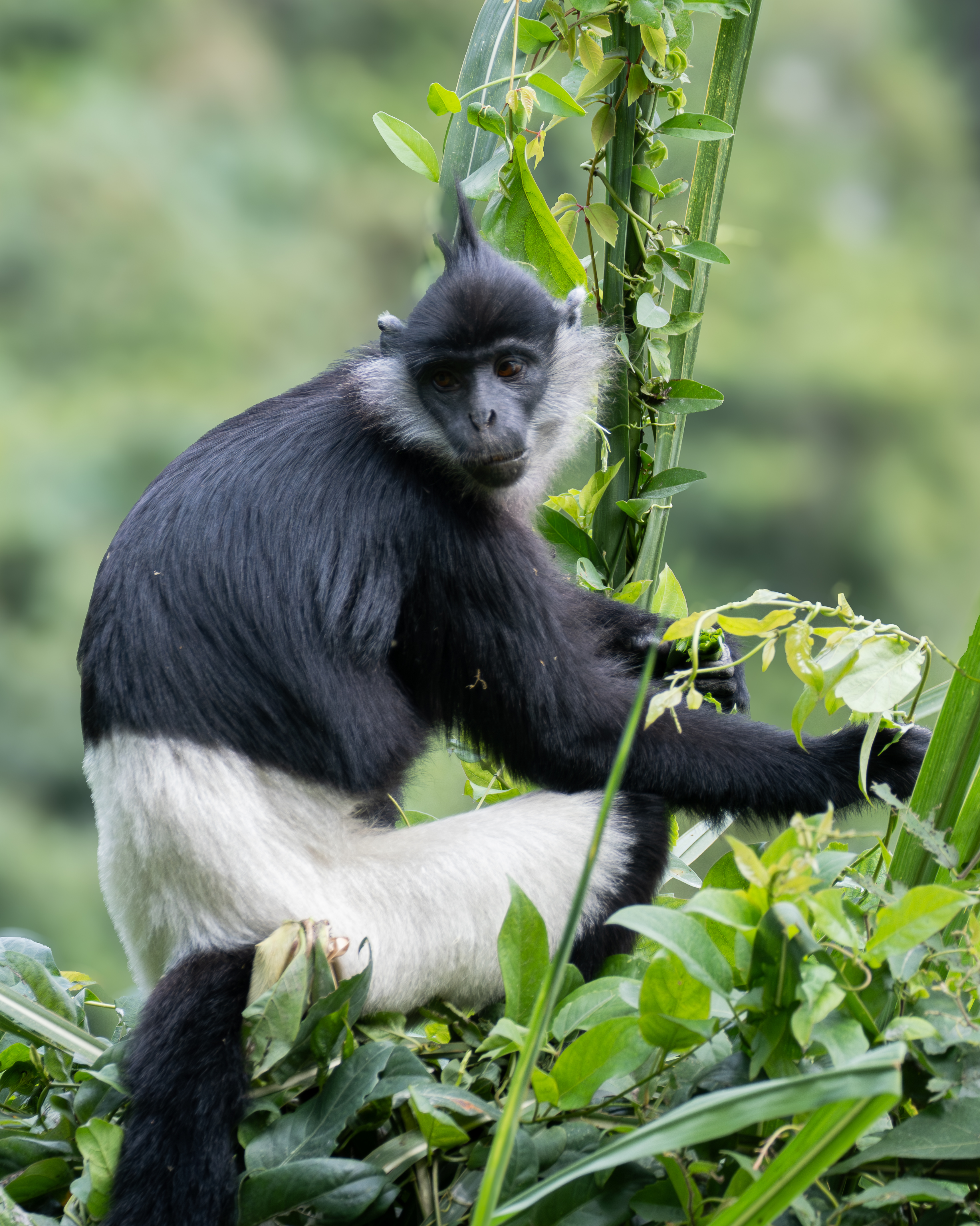 Delacour Langur