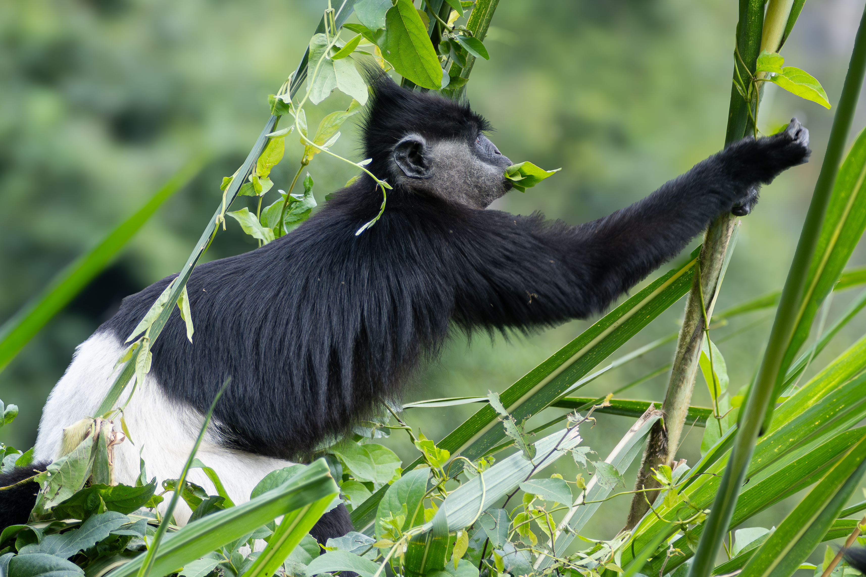 Delacour's Langur